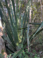 Image of Pandanus pulcher Martelli