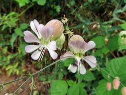 Image of Silene vulgaris subsp. vulgaris