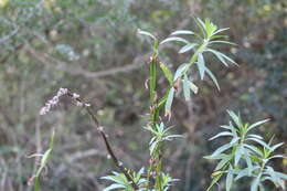 Image de Baccharis phyteumoides (Less.) DC.