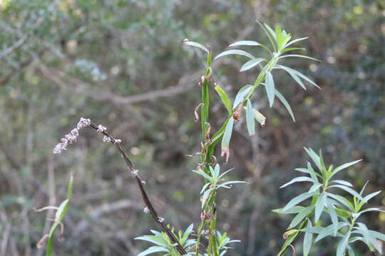 Imagem de Baccharis phyteumoides (Less.) DC.