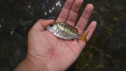 Image of Blackhead Seabream