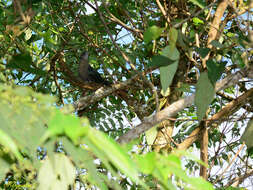 Image of Black-bellied Malkoha