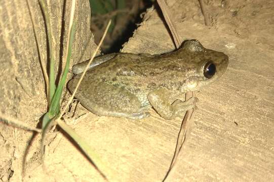 Image de Scinax similis (Cochran 1952)