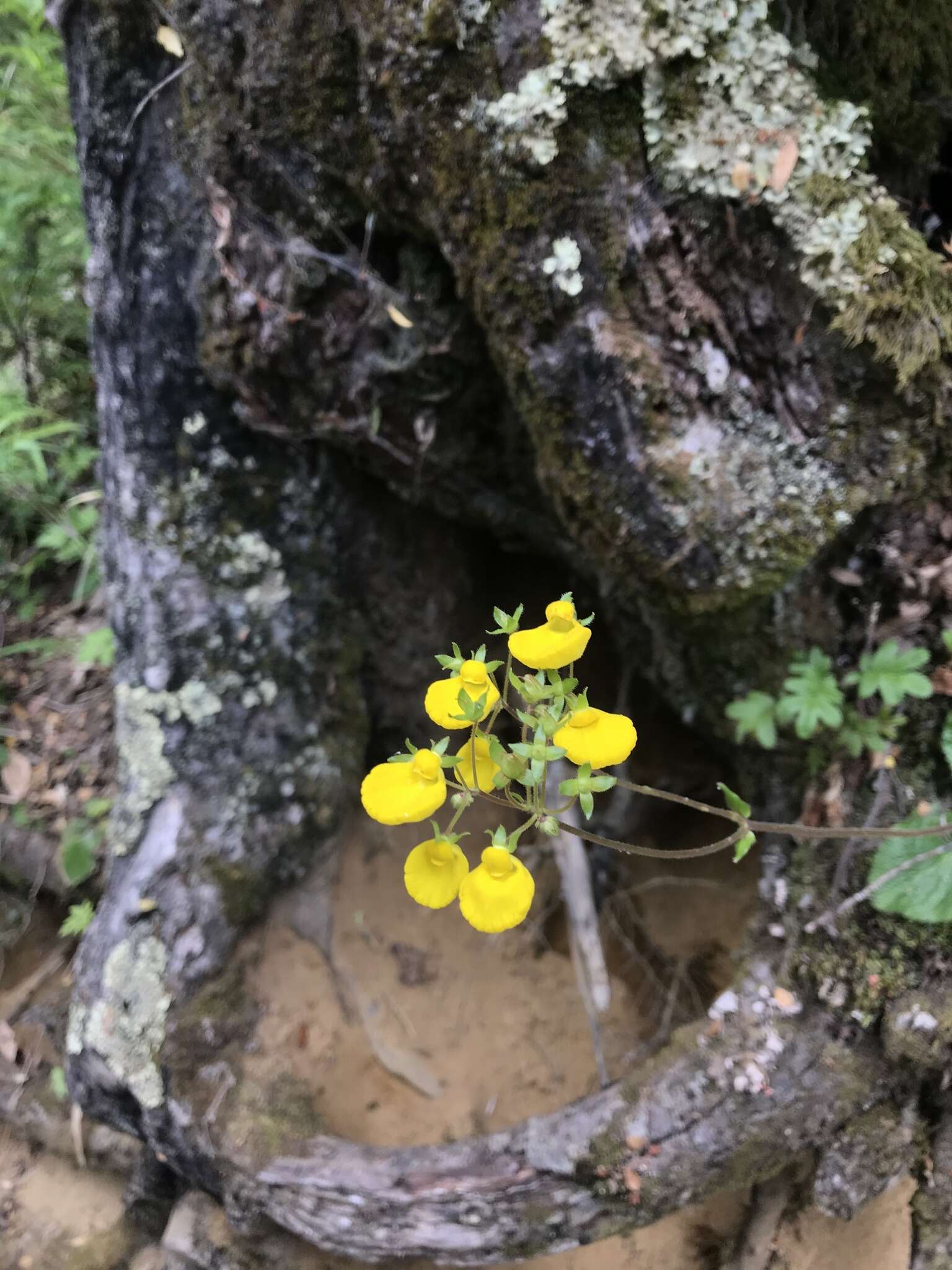 Image of Calceolaria valdiviana Phil.