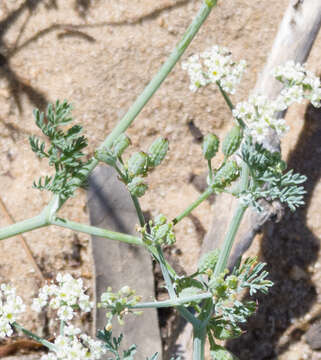 Image of Capnophyllum