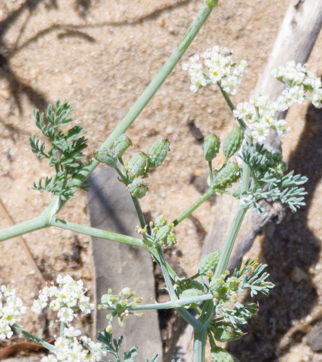 Capnophyllum africanum (L.) Gaertn. resmi