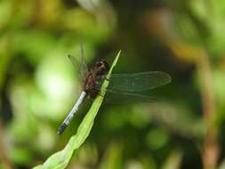 Sivun Erythrodiplax basifusca (Calvert 1895) kuva