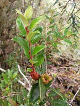 Image of Gaultheria insana (Molina) D. J. Middleton