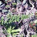 Image of Bog Mirrorplant