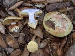 Image of Cortinarius cedretorum Maire 1914