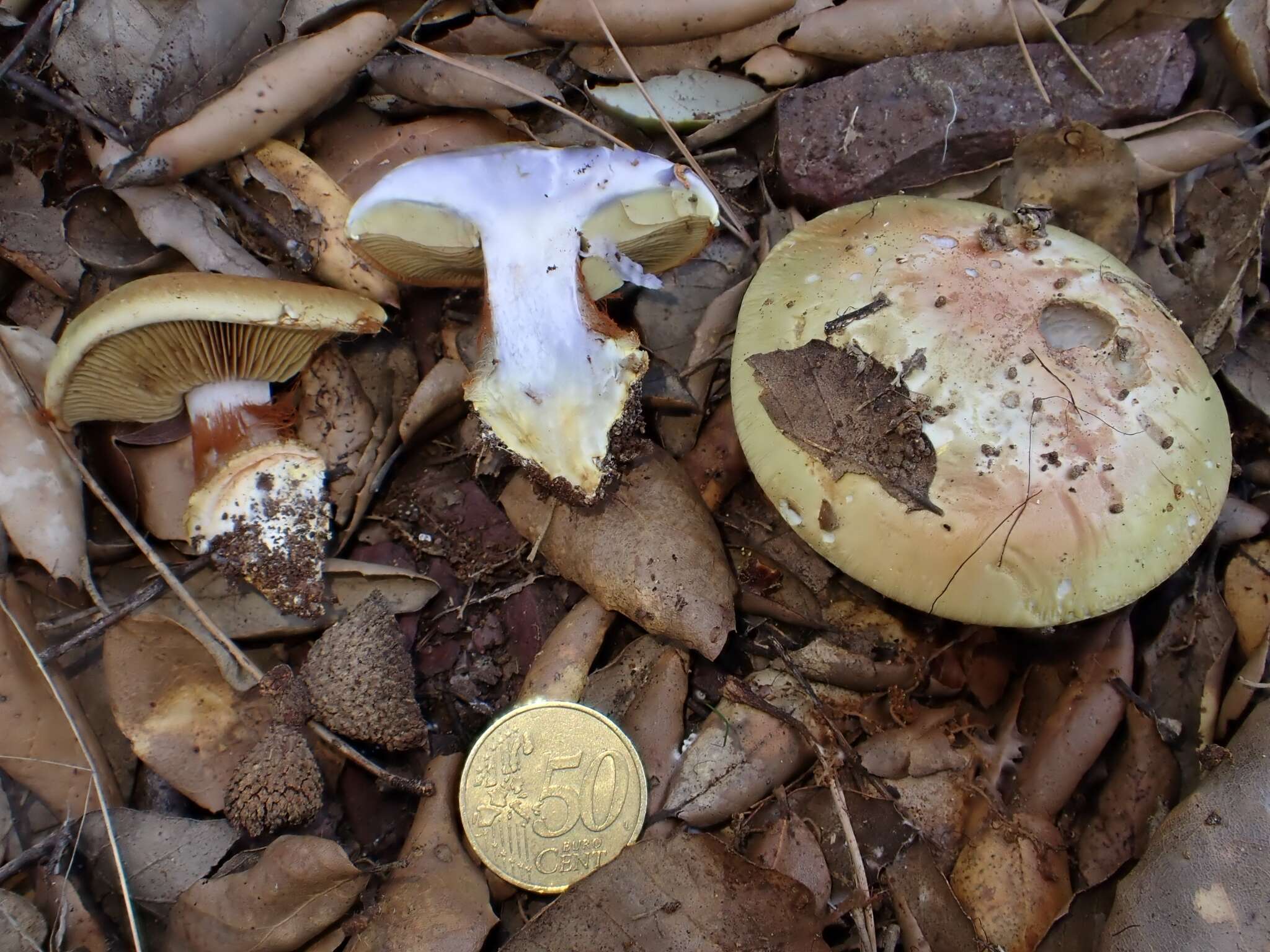 Imagem de Cortinarius cedretorum Maire 1914