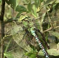 Image of Green Hawker