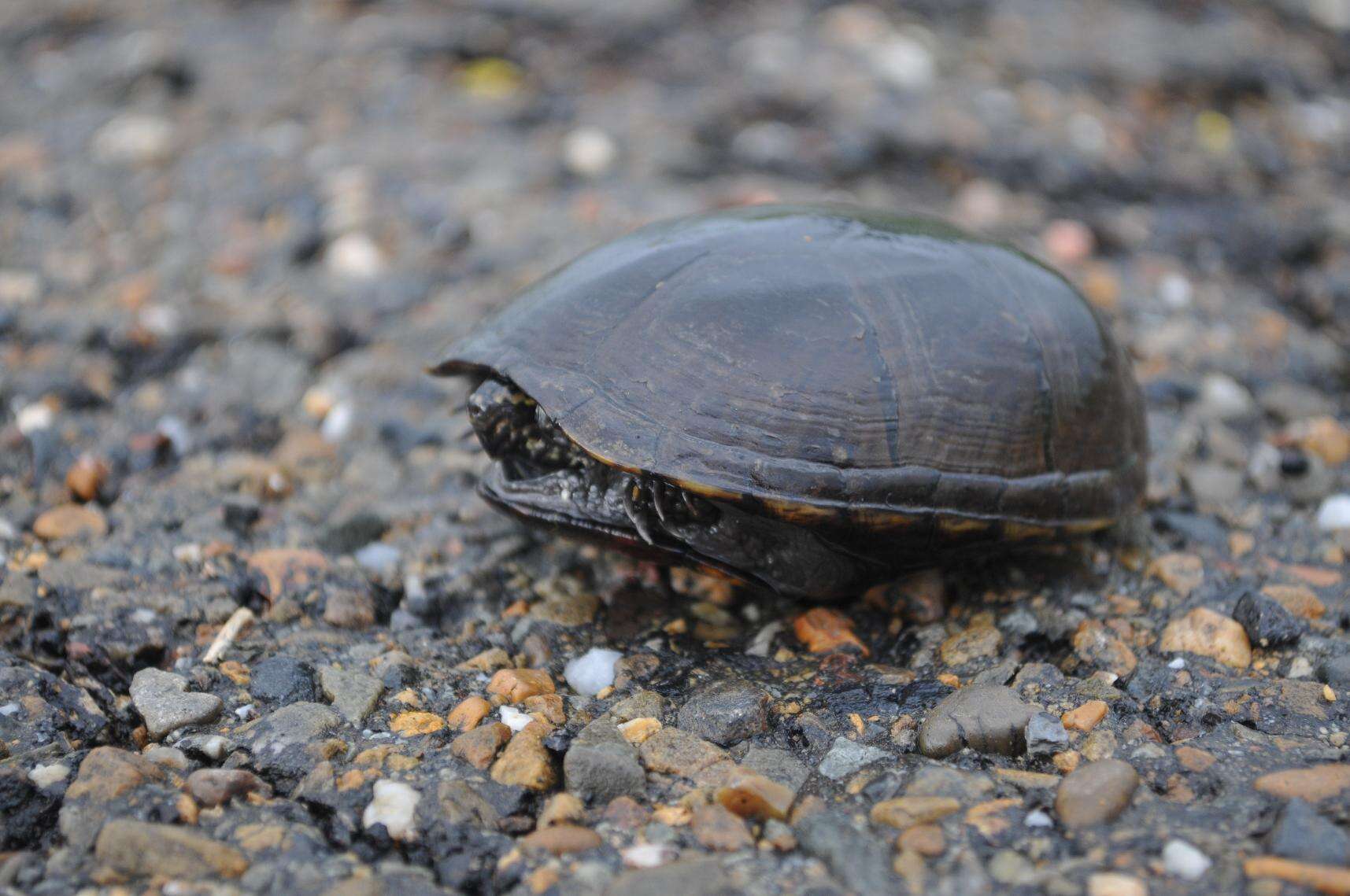 Image of Mississippi mud turtle