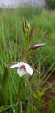 Sivun Eulophia ovalis var. ovalis kuva