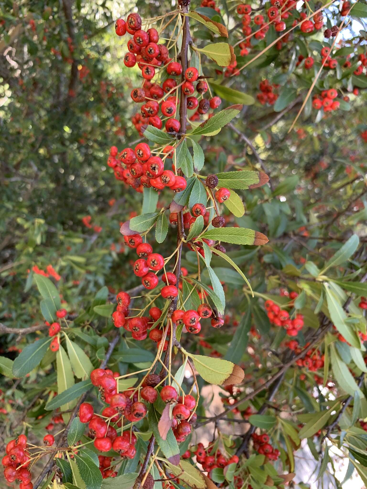 Image of Nepalese firethorn