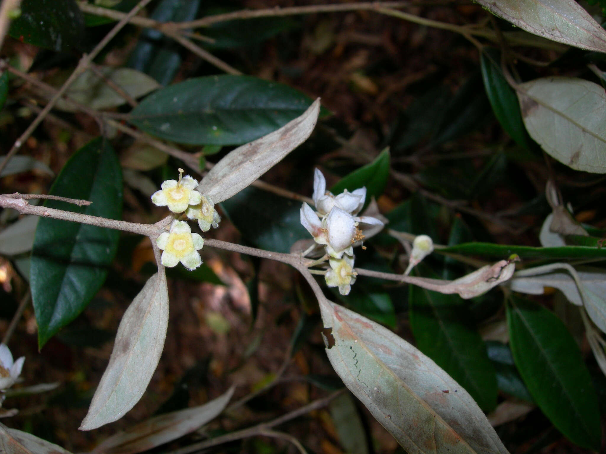 Sivun Rhodomyrtus sericea Burret kuva