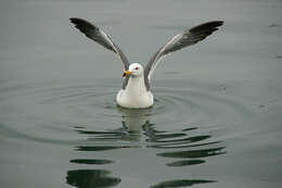 Plancia ëd Larus crassirostris Vieillot 1818