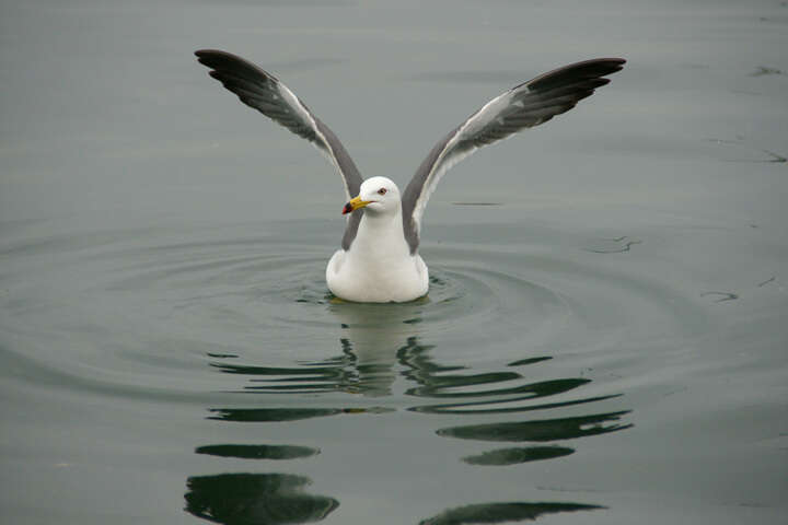 Plancia ëd Larus crassirostris Vieillot 1818