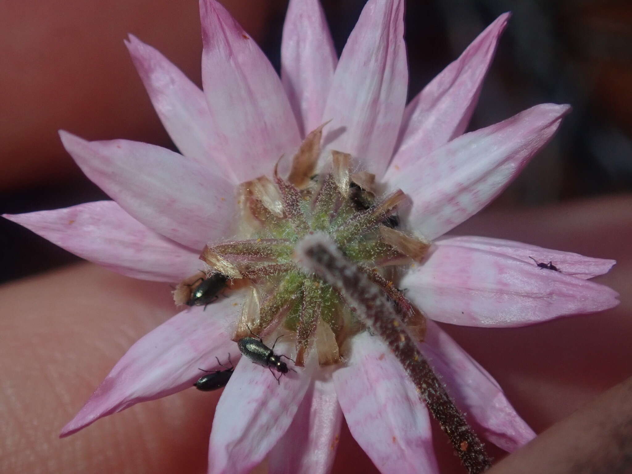 Image of Lawrencella davenportii (F. Müll.) P. G. Wilson