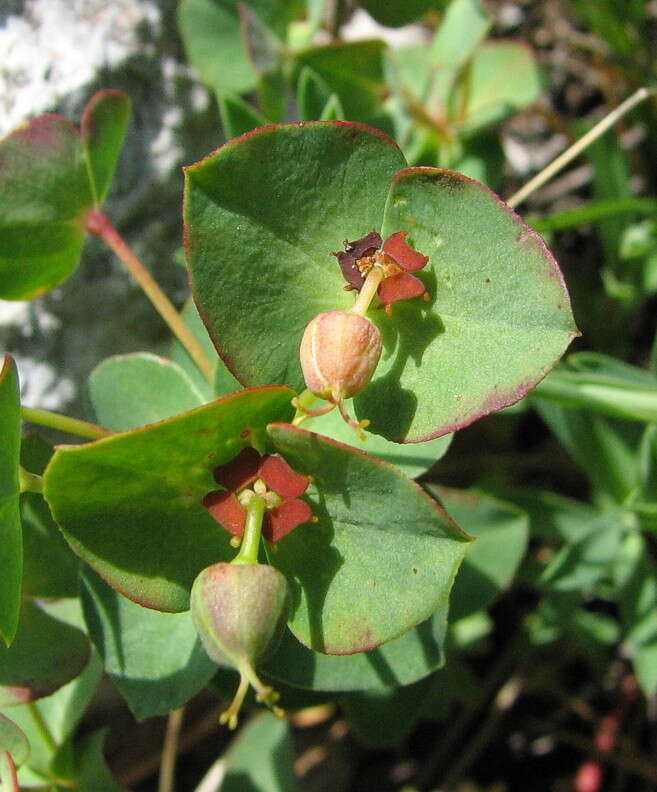 Image of Euphorbia triflora Schott, Nyman & Kotschy