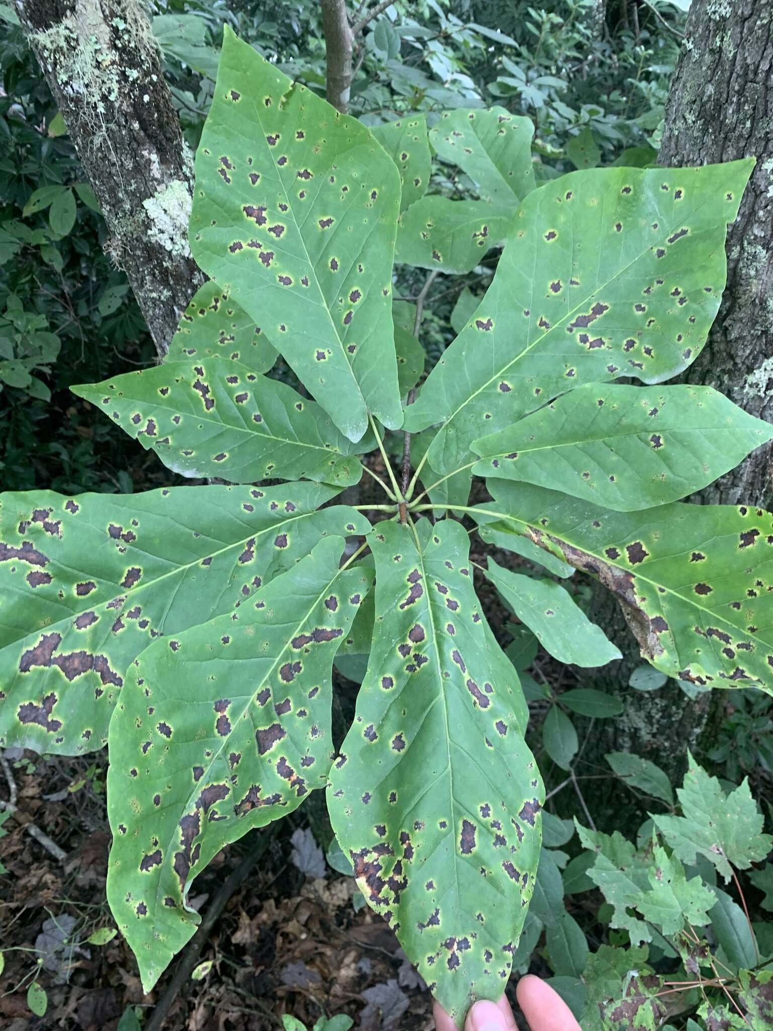 Image of Magnolia fraseri var. fraseri