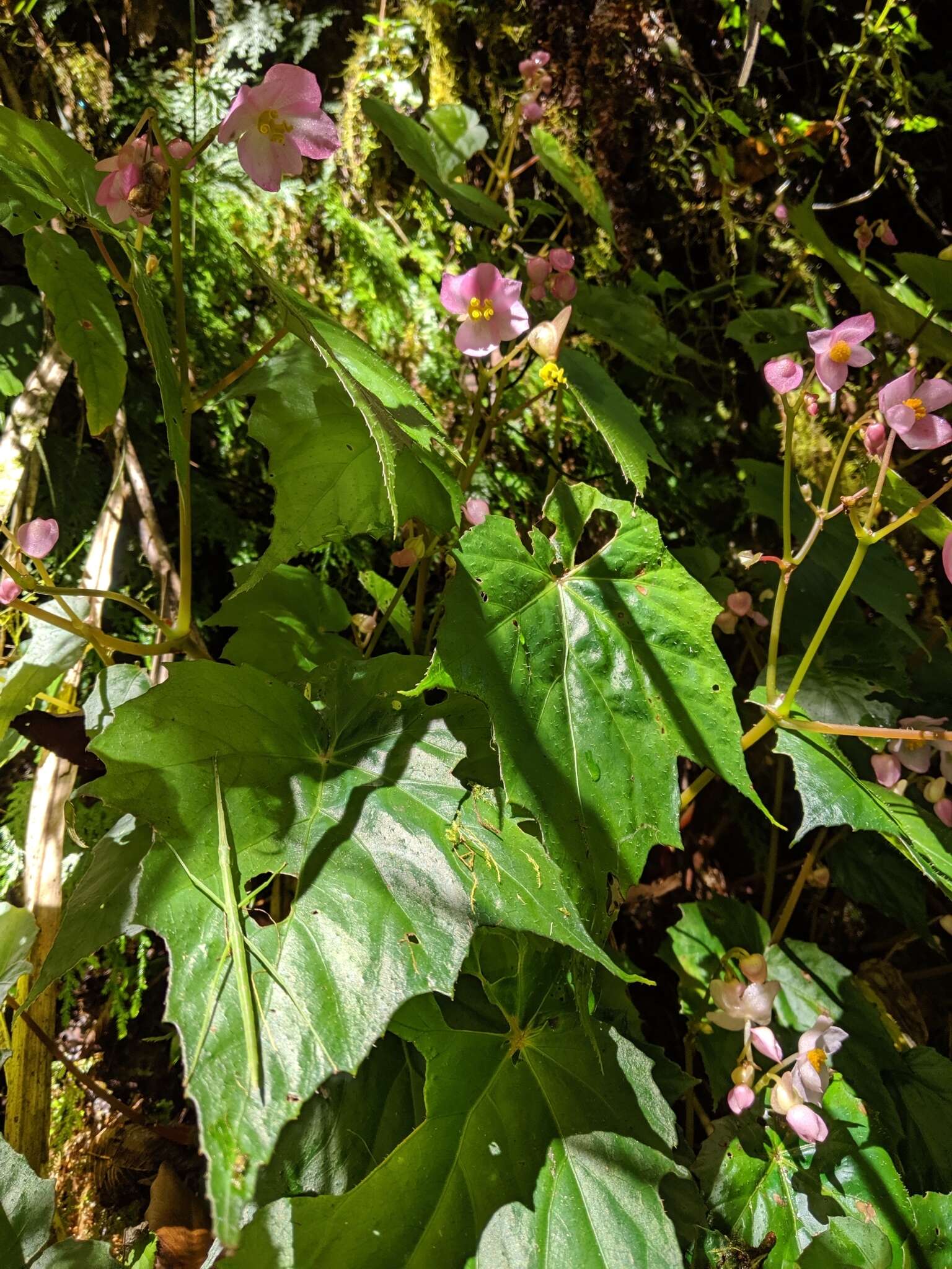 Image of Begonia formosana (Hayata) Masam.