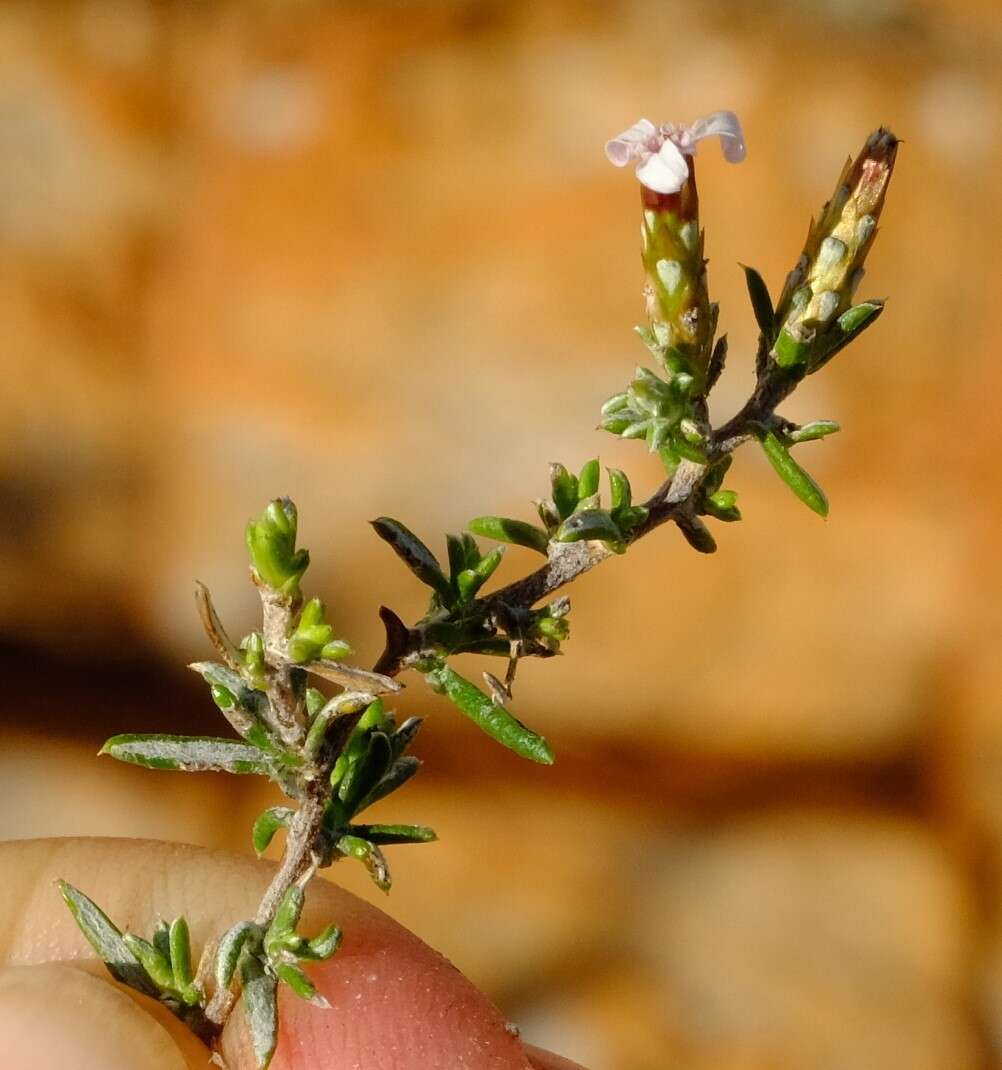 Amphiglossa tomentosa (Thunb.) Harv. resmi