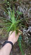 Image de Dracophyllum strictum Hook. fil.