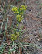 Bupleurum woronowii Mandenova的圖片