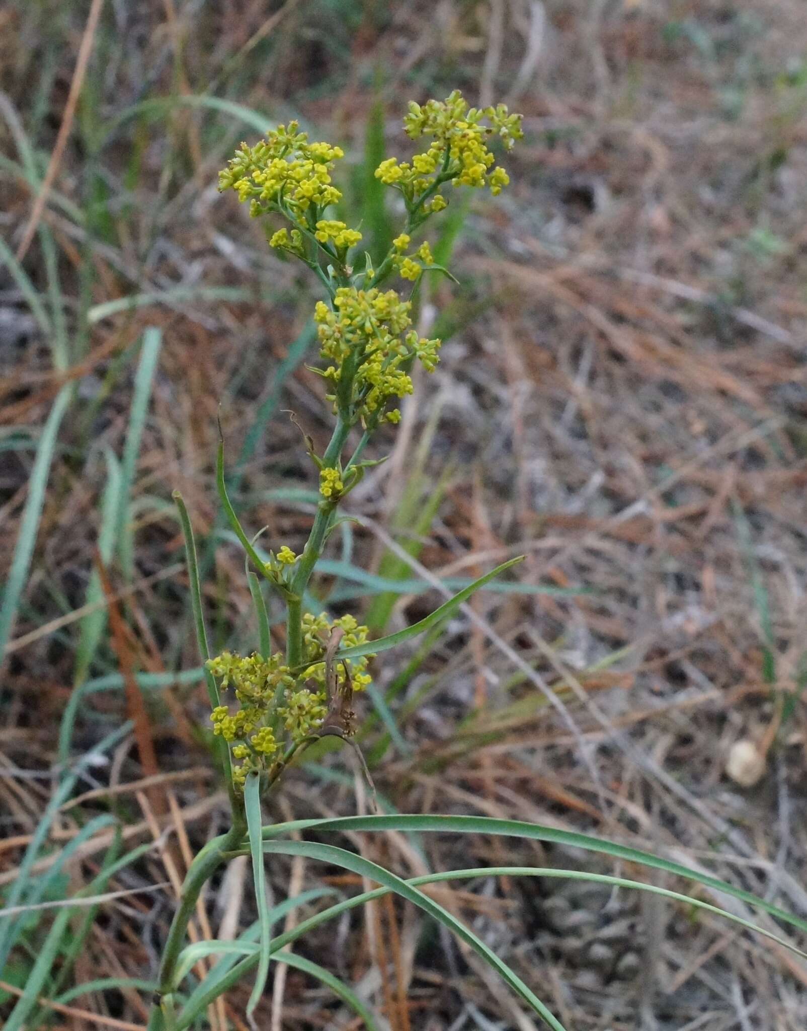 Bupleurum woronowii Mandenova的圖片