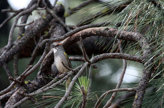 Слика од Pipilo chlorurus (Audubon 1839)