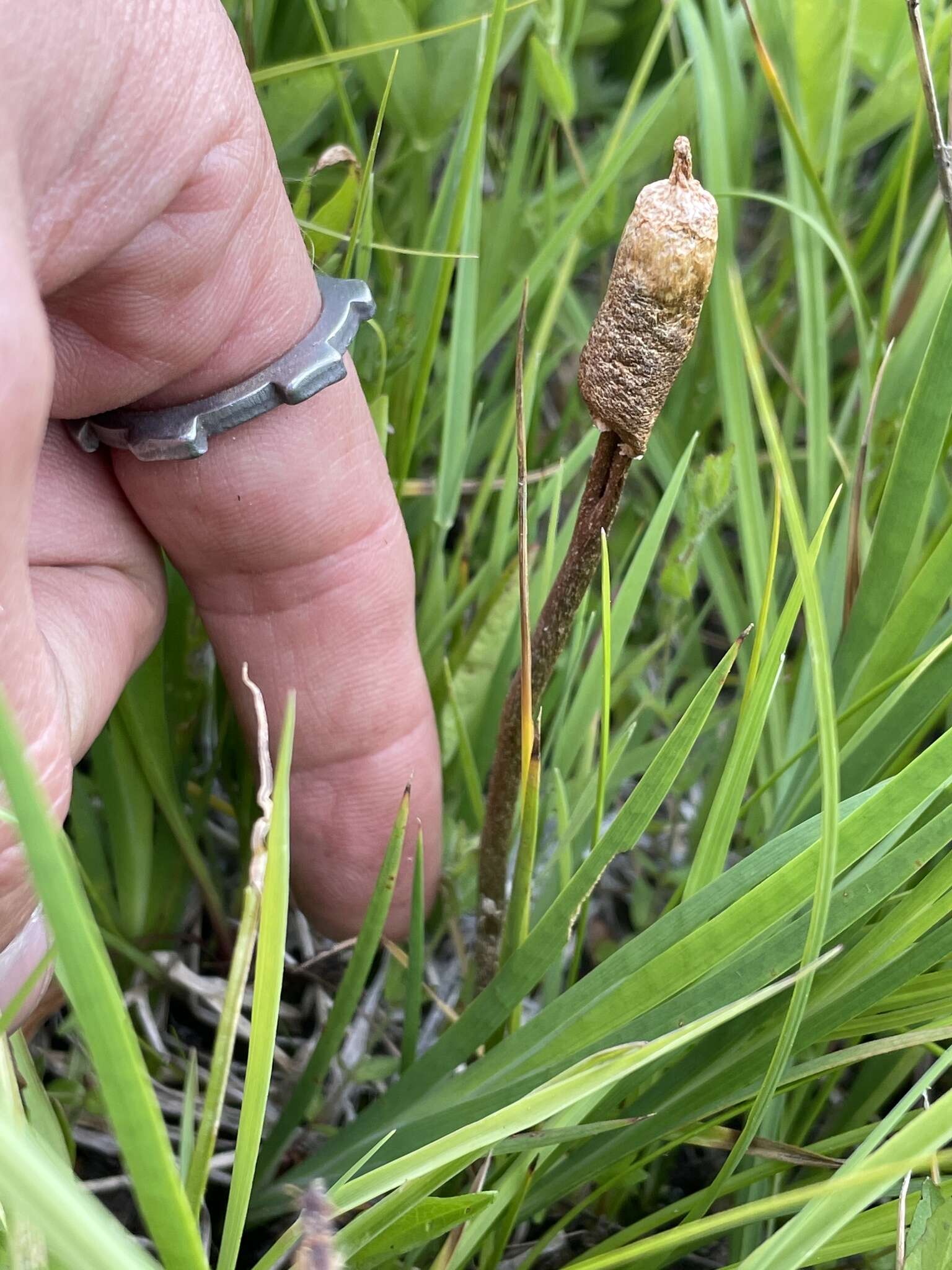 Image of Leratiomyces cucullatus (Shope & Seaver) Beever & D. C. Park 2008