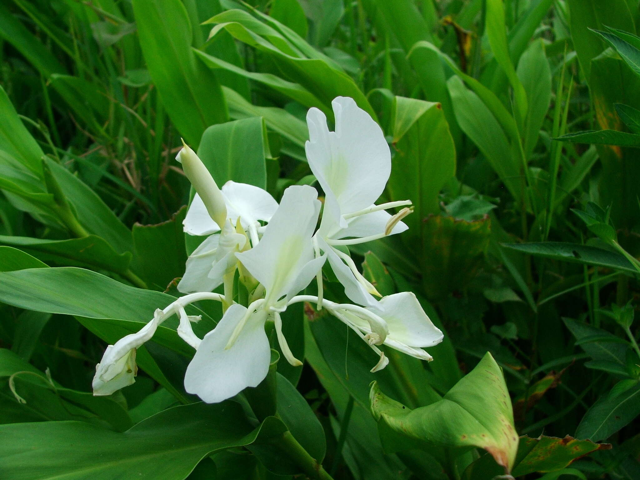 Imagem de Hedychium coronarium J. Koenig