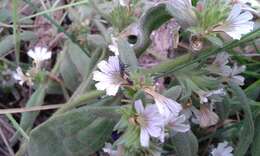 Image of Scaevola canescens Benth.