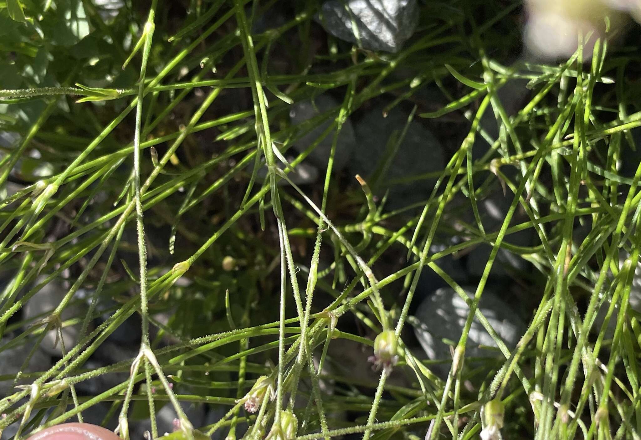 Image of fescue sandwort