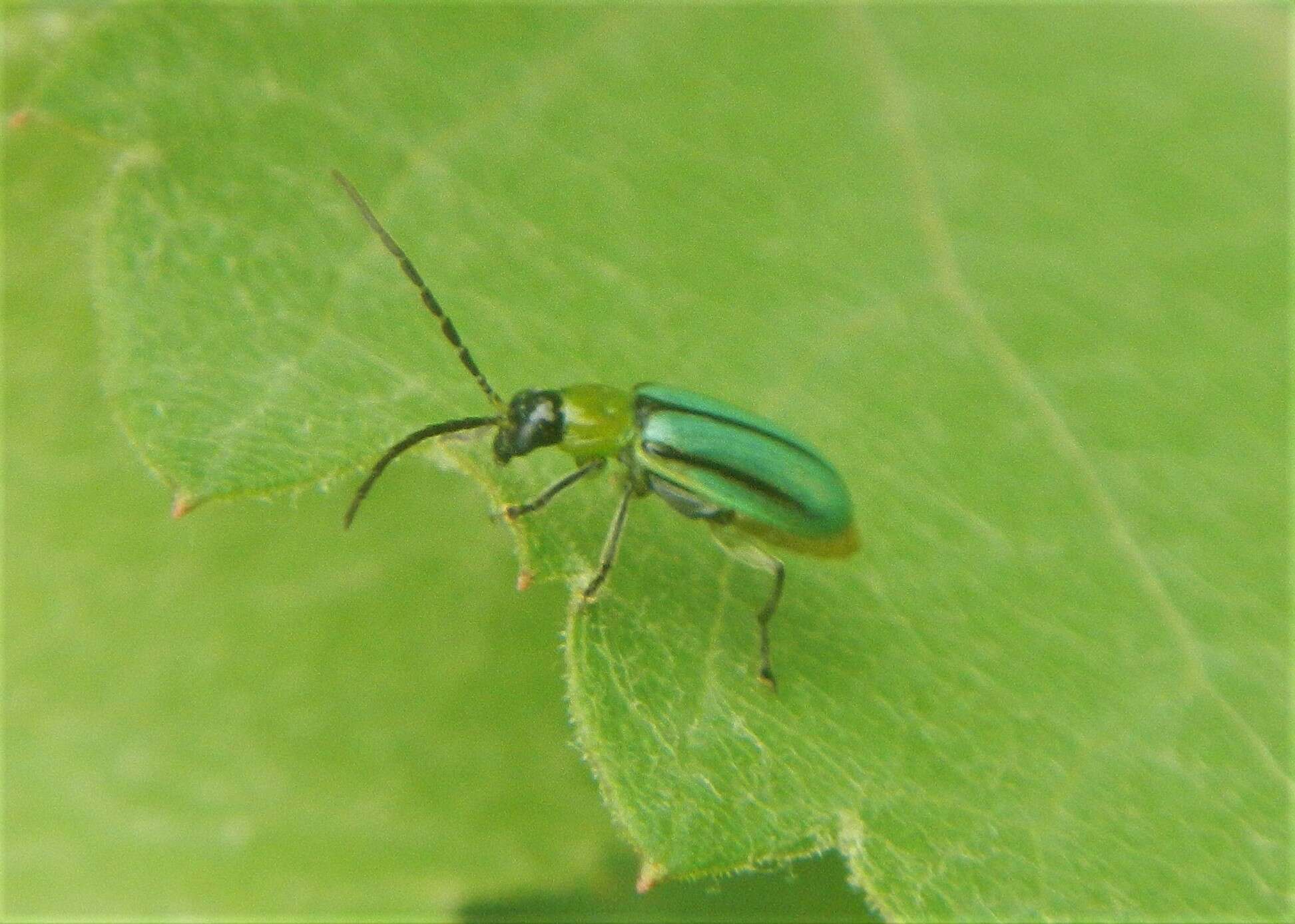 Plancia ëd Diabrotica longicornis (Say 1824)