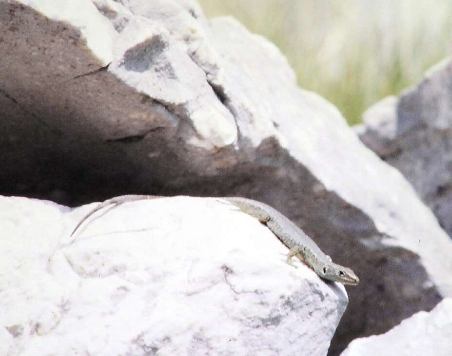 Image of Mosor rock lizard