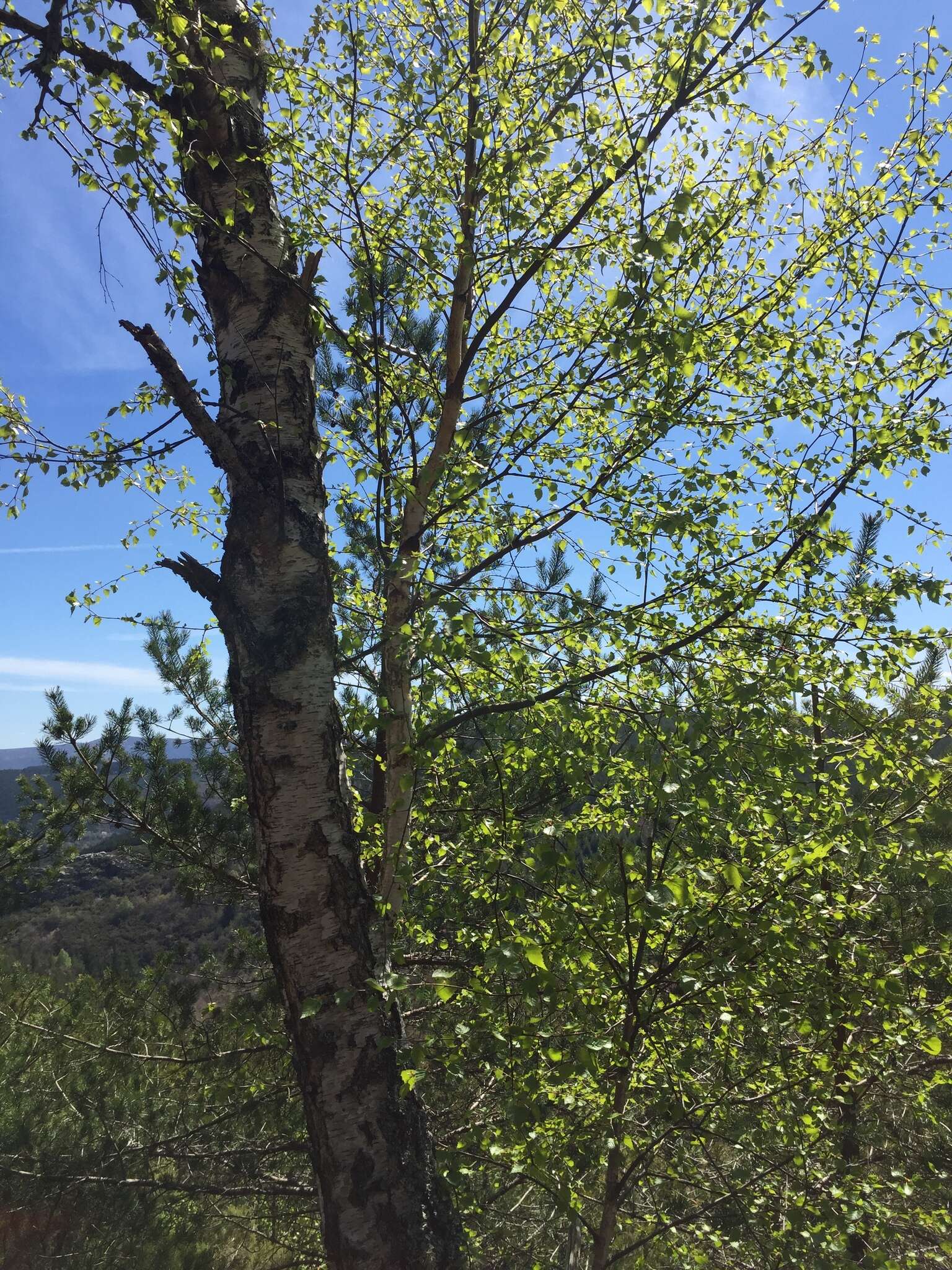 Image of Betula celtiberica Rothm. & Vasc.