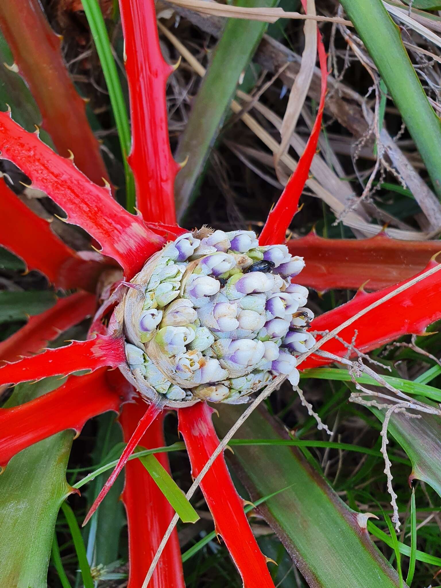 Bromelia serra Griseb.的圖片