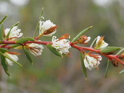 Image of Hakea linearis R. Br.