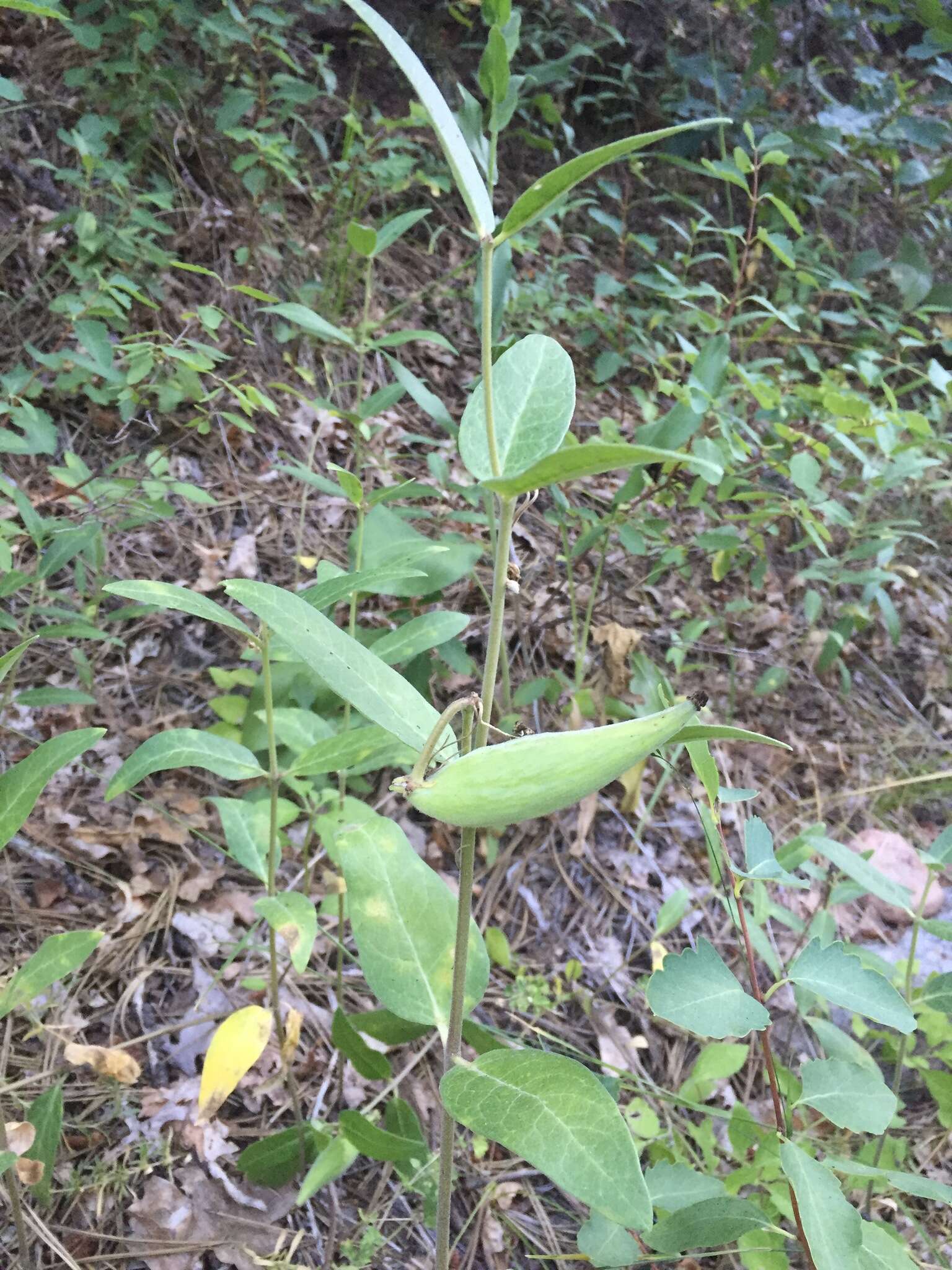 Image of oval-leaf milkweed