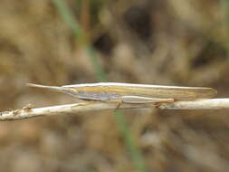 Plancia ëd Brachycrotaphus