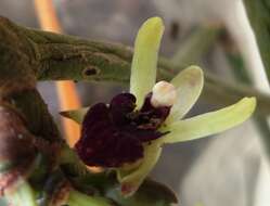 Imagem de Luisia trichorrhiza (Hook.) Blume