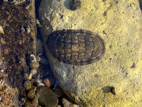 Image of Chiton virgulatus G. B. Sowerby II 1840