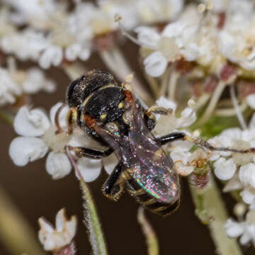 Image de Oxybelus emarginatus Say 1837