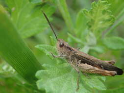 Imagem de Chorthippus (Glyptobothrus) maritimus subsp. maritimus Mistshenko 1951