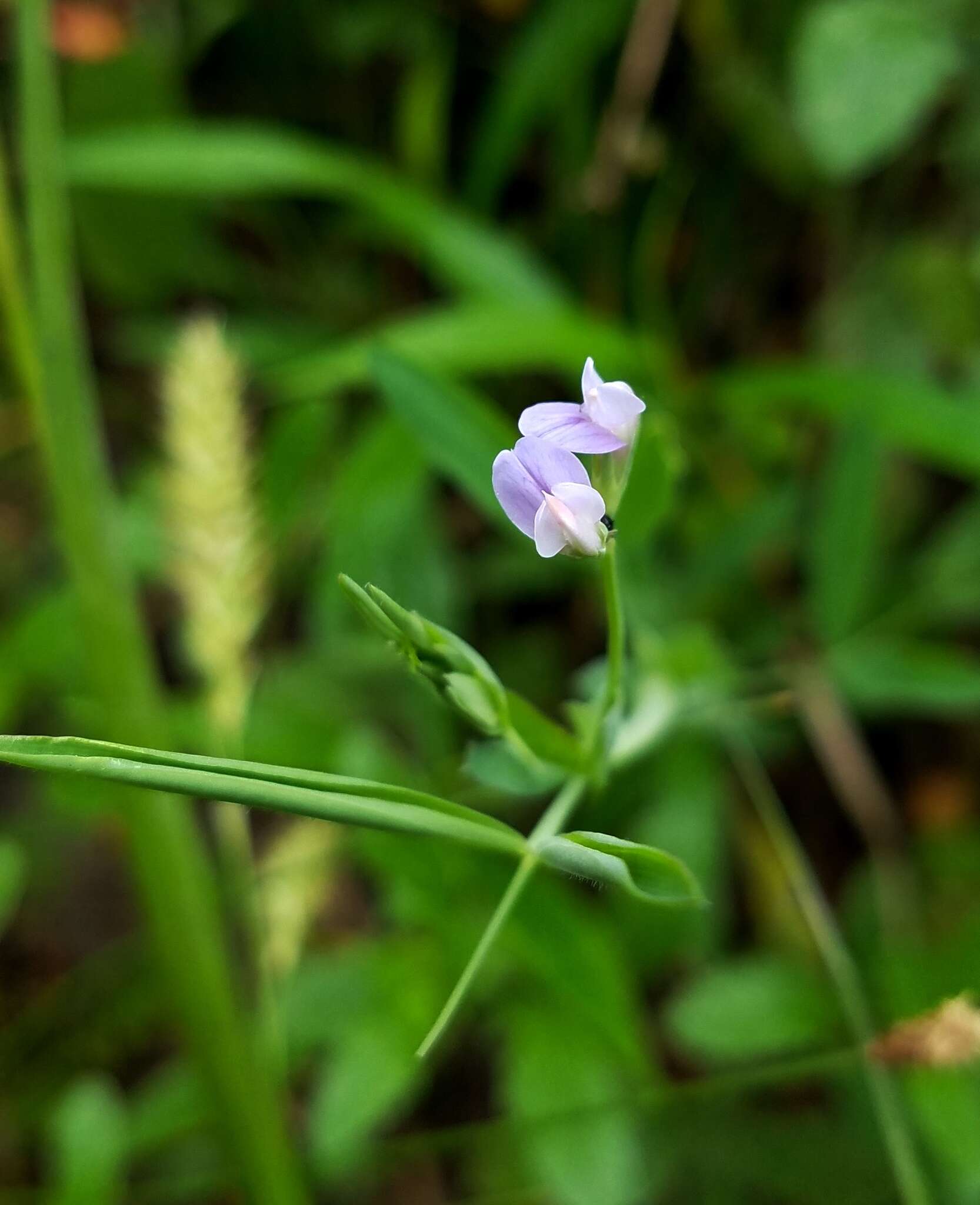 Lathyrus pusillus Elliott resmi