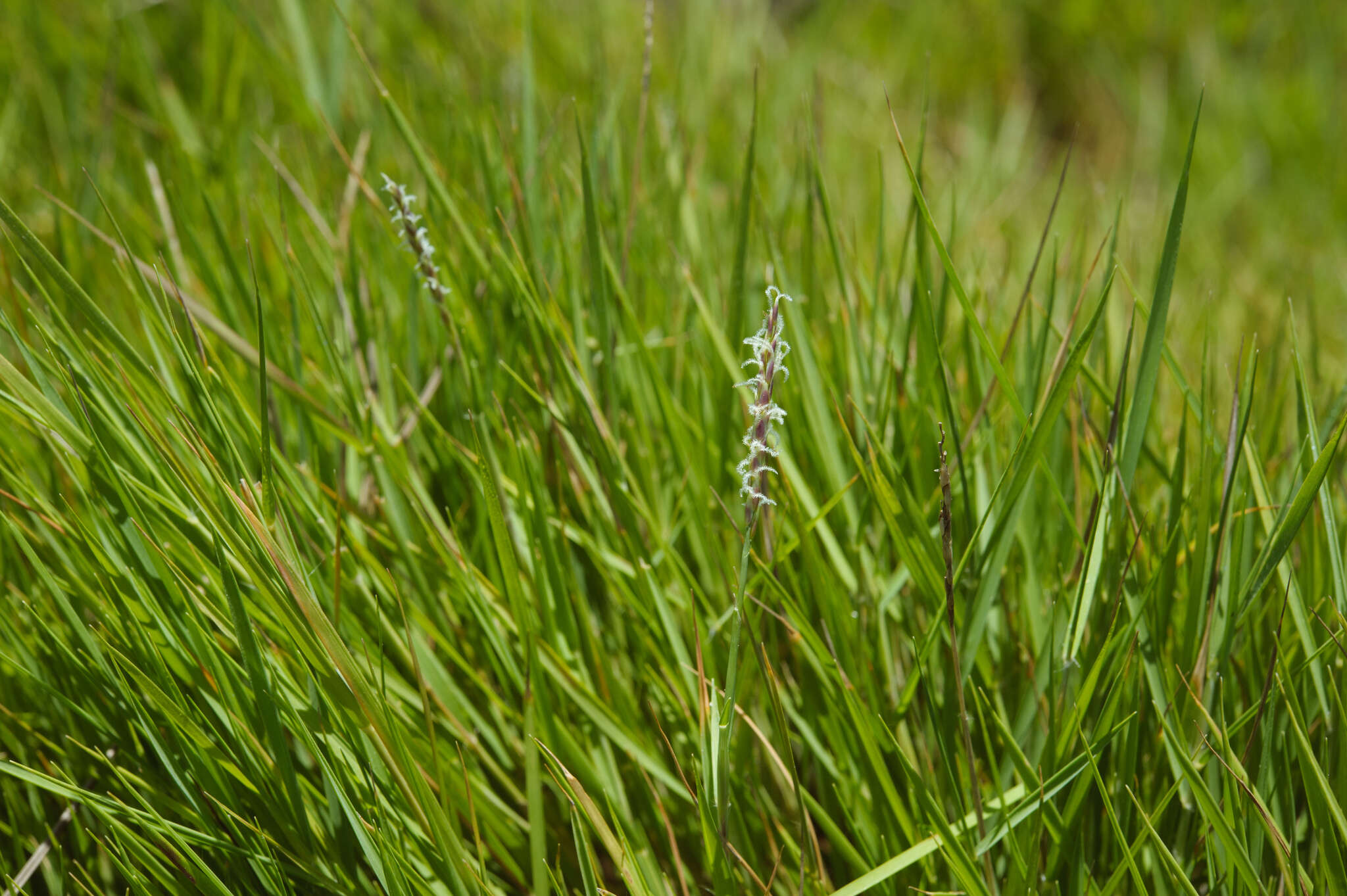 Image of Manila grass