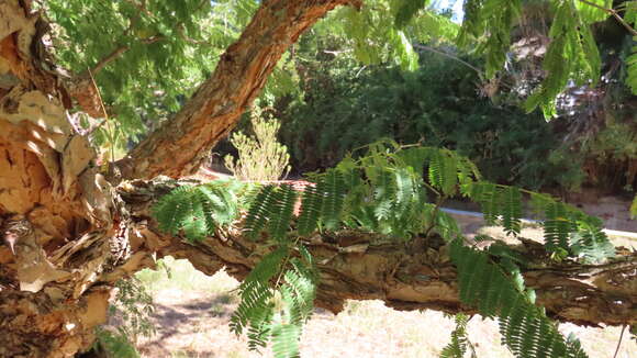 Image of Vachellia sieberiana (DC.) Kyal. & Boatwr.