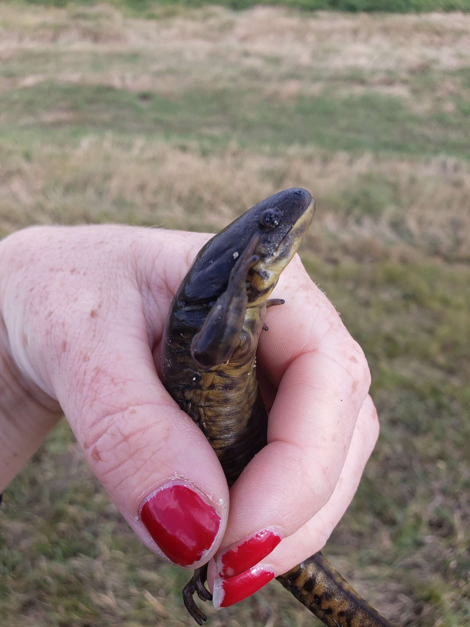 Image of Ambystoma mavortium diaboli Dunn 1940